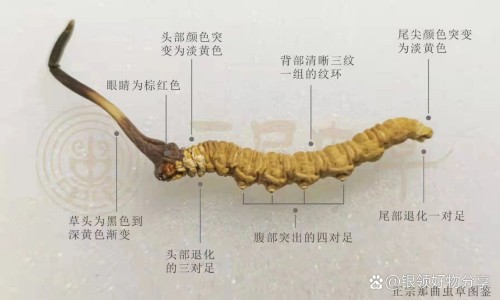 苦丁降压胶囊停药有啥后果-贵州苦丁降压胶囊-专业苦丁降压胶囊对肝部有影响吗平台-贵州苦丁降压胶囊每天吃几粒